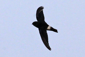 House Swift